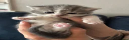 Mixed Breed cats for sale: Grey and white kitten - Advert 2
