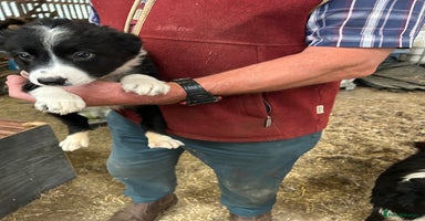 Border Collie dogs - Advert 5