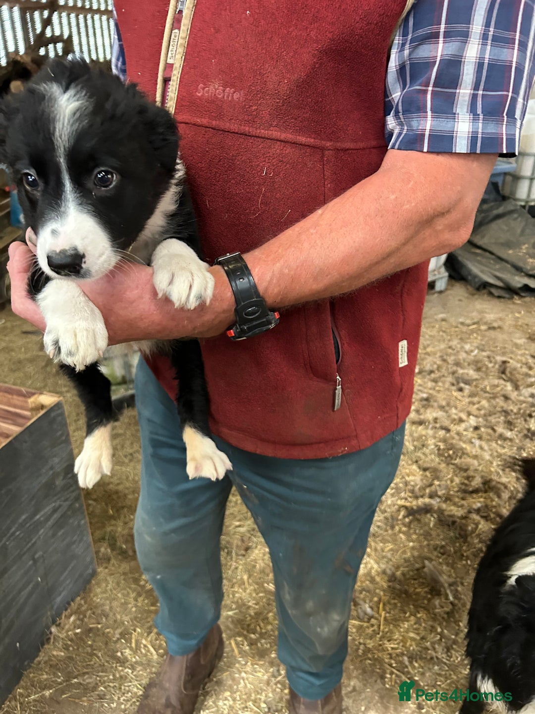 Border Collie dogs for sale: Border Collie Puppies for sale - Image 3