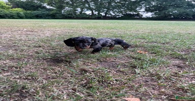 Miniature Dachshund dogs - Advert 2