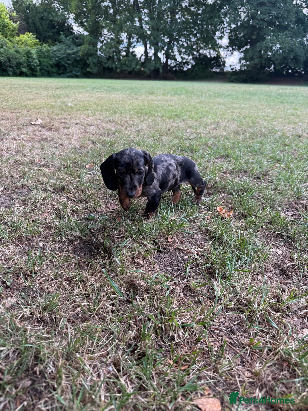 Miniature Dachshund dogs for sale: 5 star licensed Miniature Wire GIRL  - Image 2
