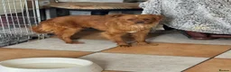 Mixed Breed dogs for adoption: Pretty Polly looking for love - Advert 18