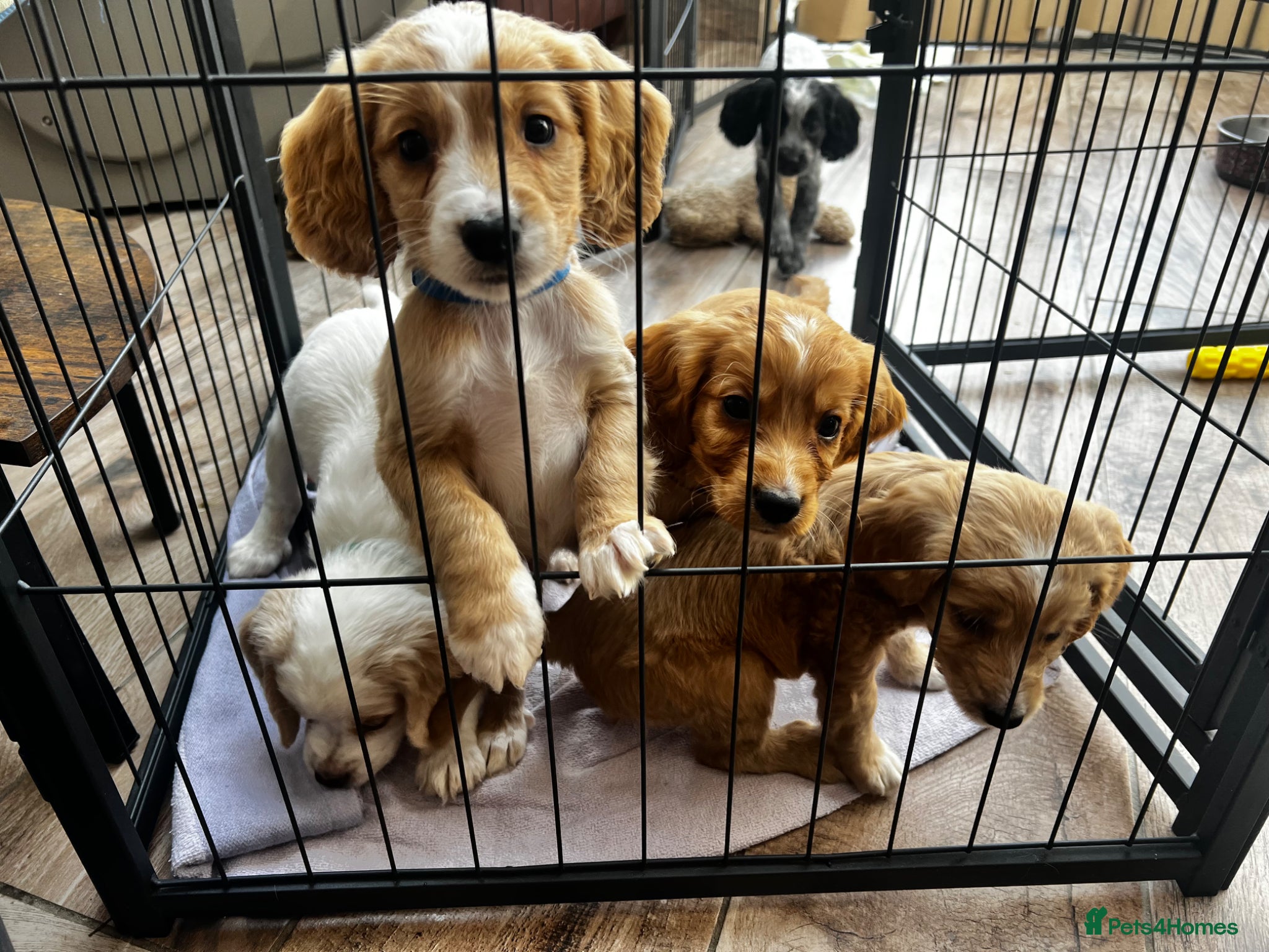 Cocker Spaniel dogs KC Working Cocker Spaniel  - Advert 1