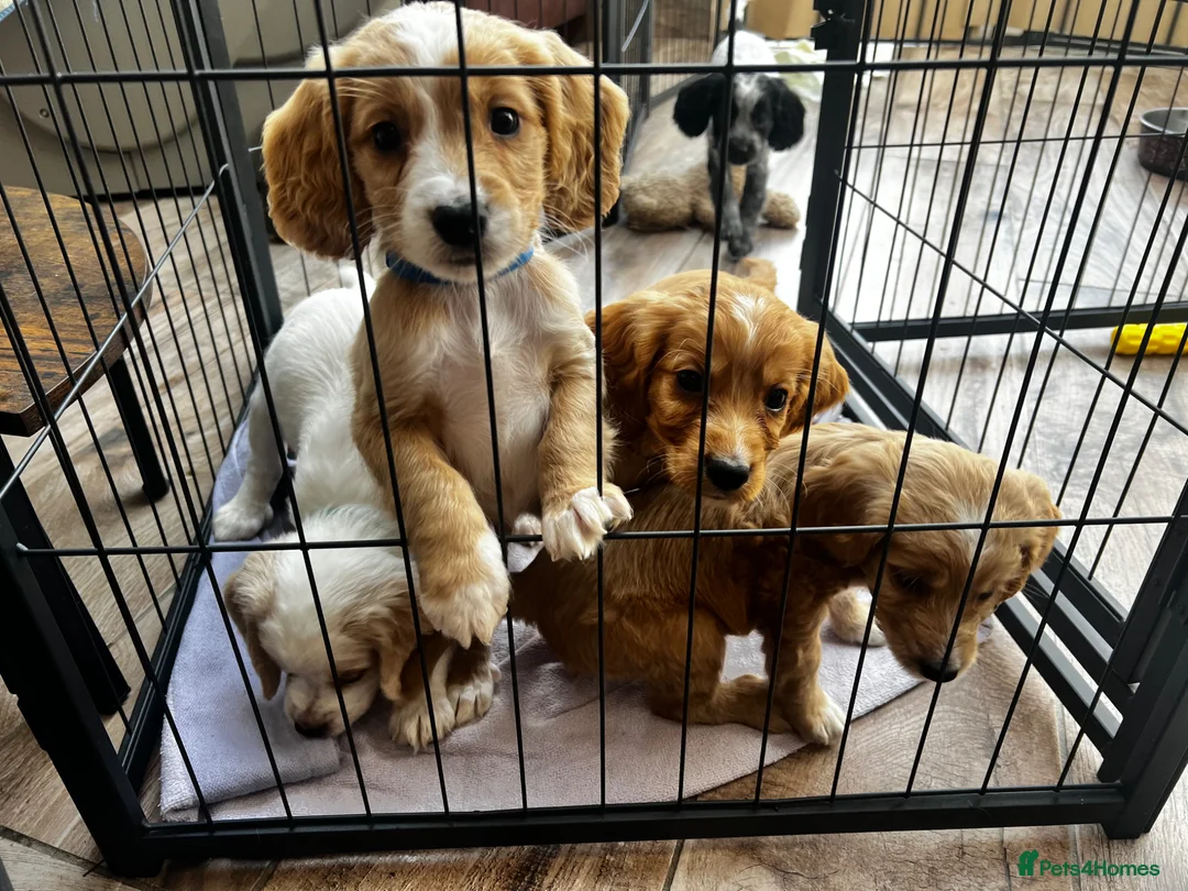 Cocker Spaniel dogs for sale: KC Working Cocker Spaniel  - Advert 1