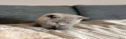 British Shorthair cats for sale: British Shorthair Kittens - Advert 19