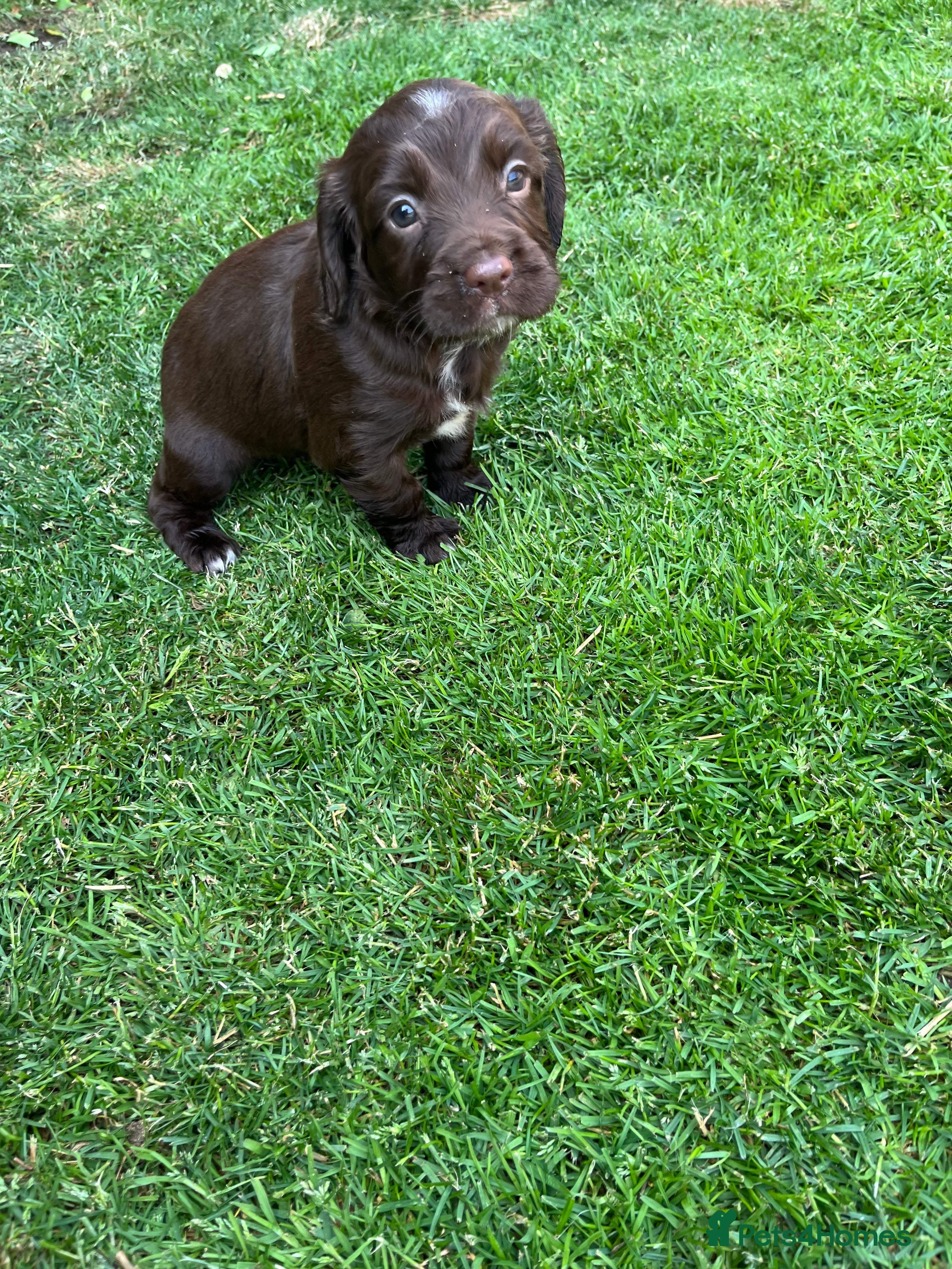 Sprocker dogs Beautiful sprocker puppies  - Advert 2
