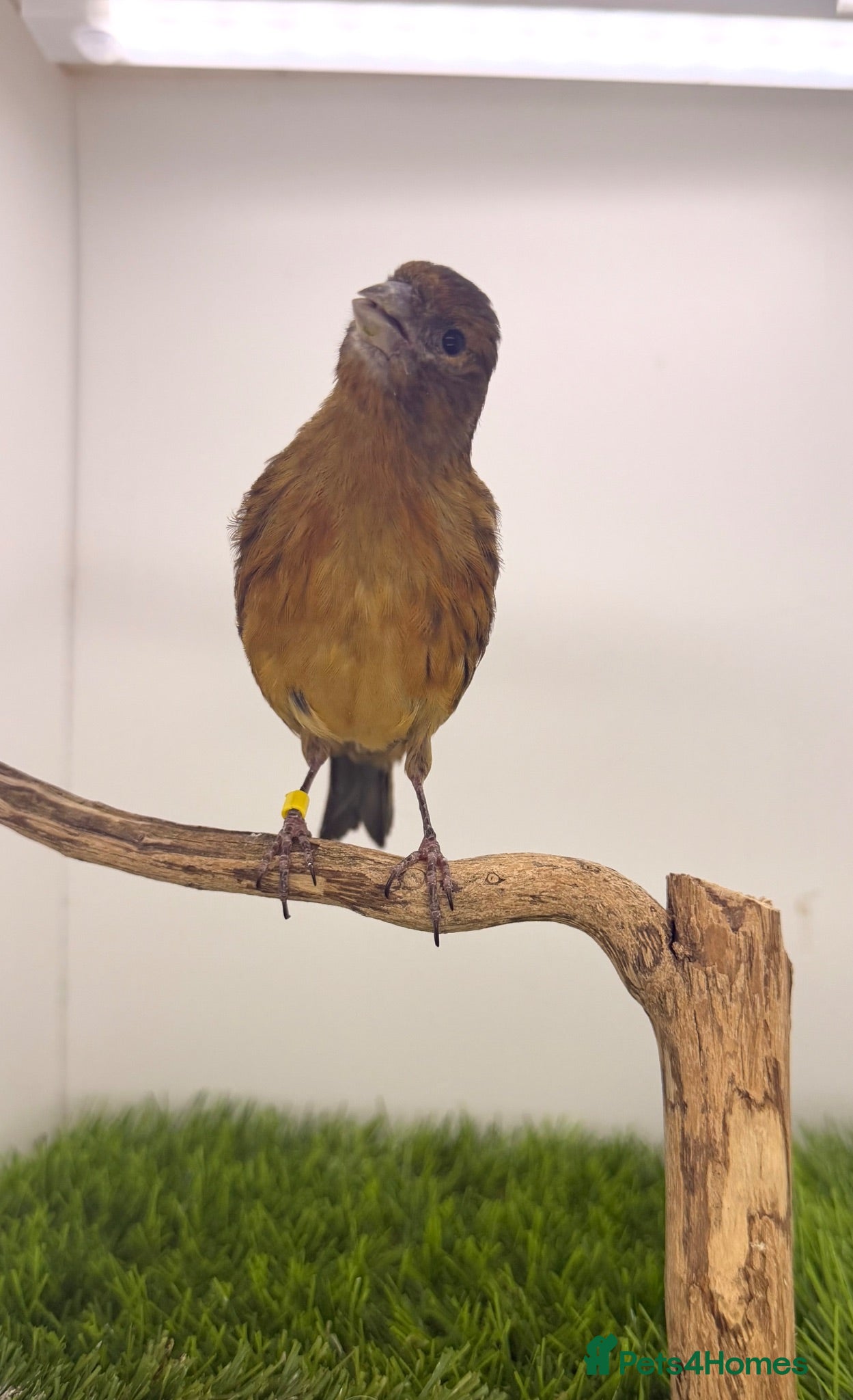 Canaries birds Young very nice colour male Canary - Advert 5