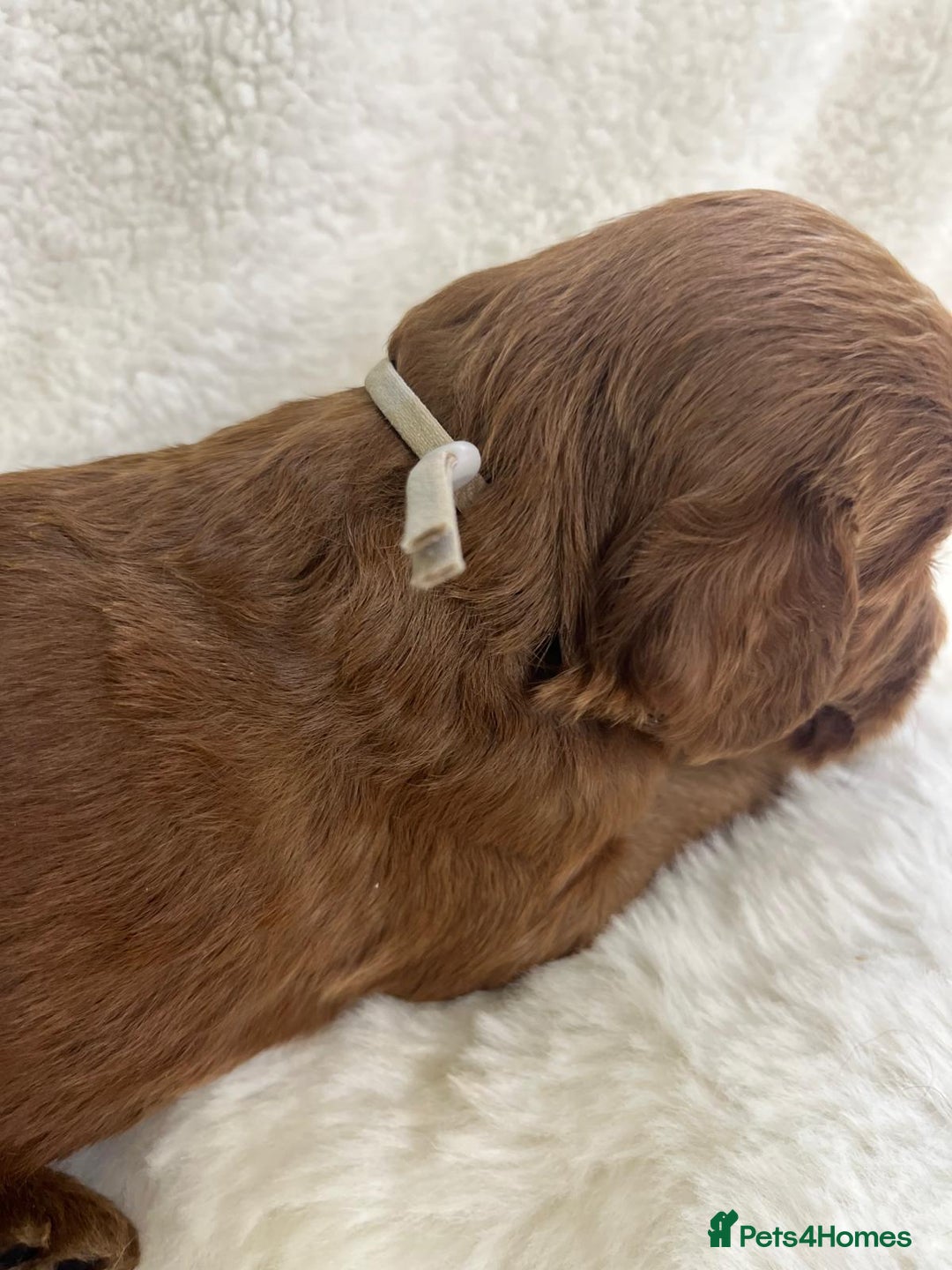 Goldendoodle dogs for sale: Outstanding Quality health tested Goldendoodles  - Image 18
