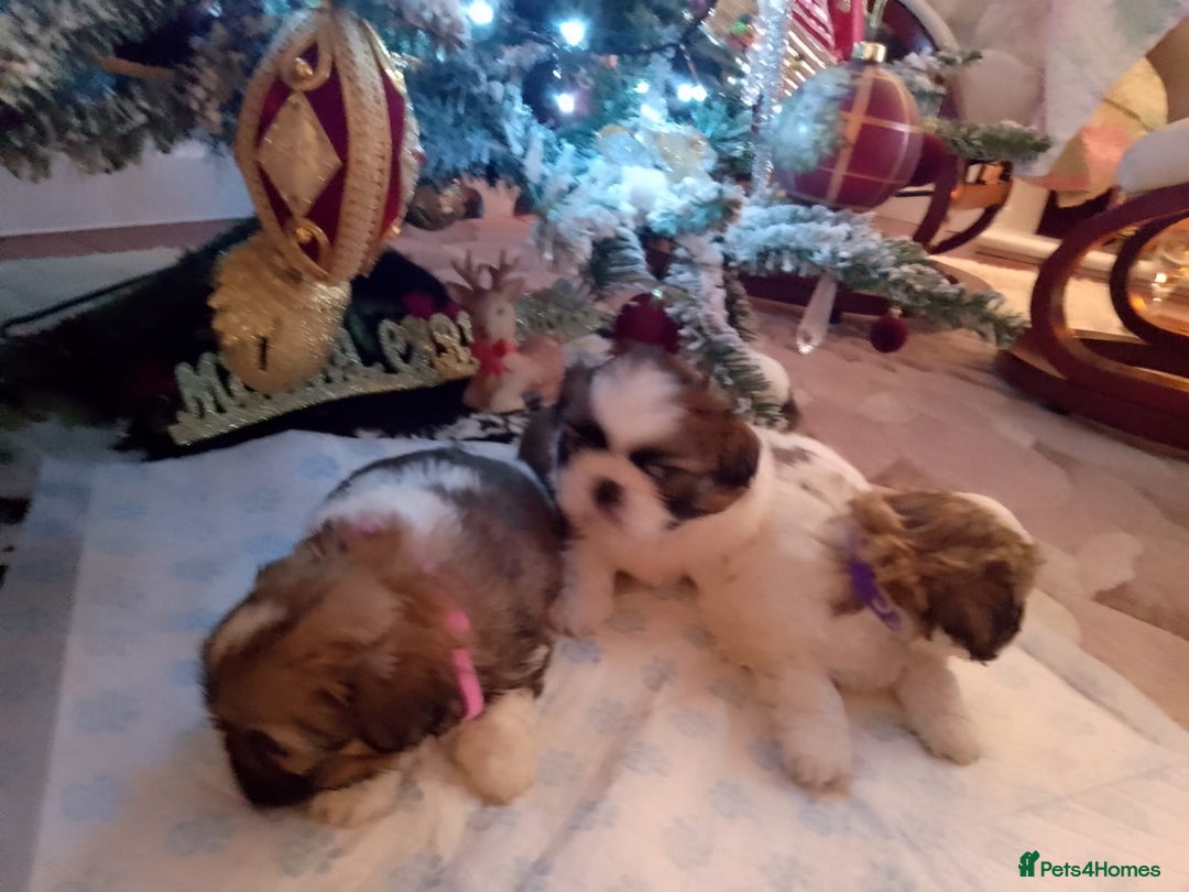 Shih Tzu dogs for sale: 3 lovely girl shih tzu puppies  - Advert 19