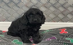 Cockapoo dogs for sale: F1 Cockapoo puppies for sale  - Image 15