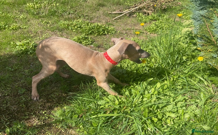 Italian Greyhound dogs - Advert 4