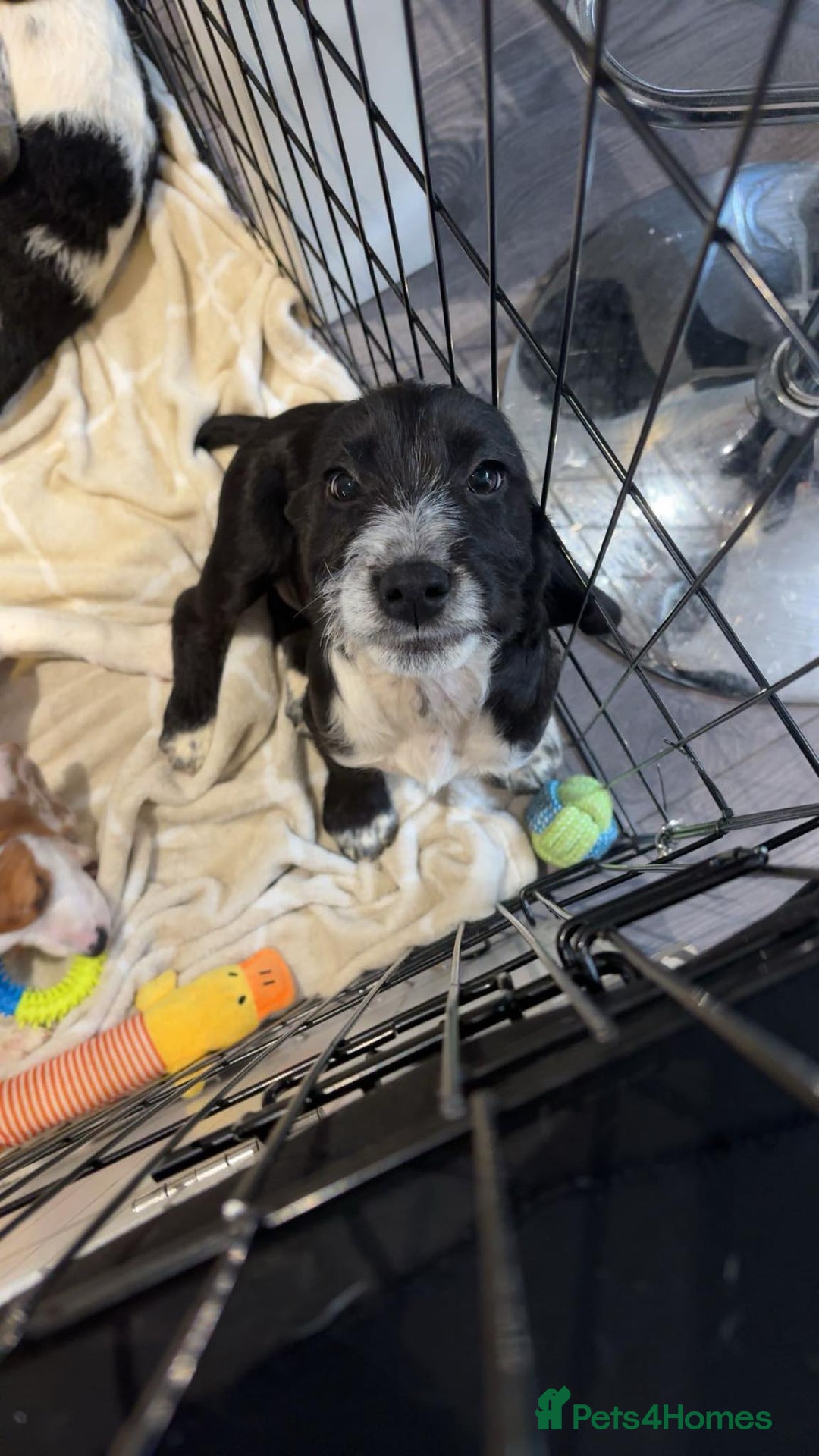 Bocker dogs for sale: Bocker pups  - Advert 5