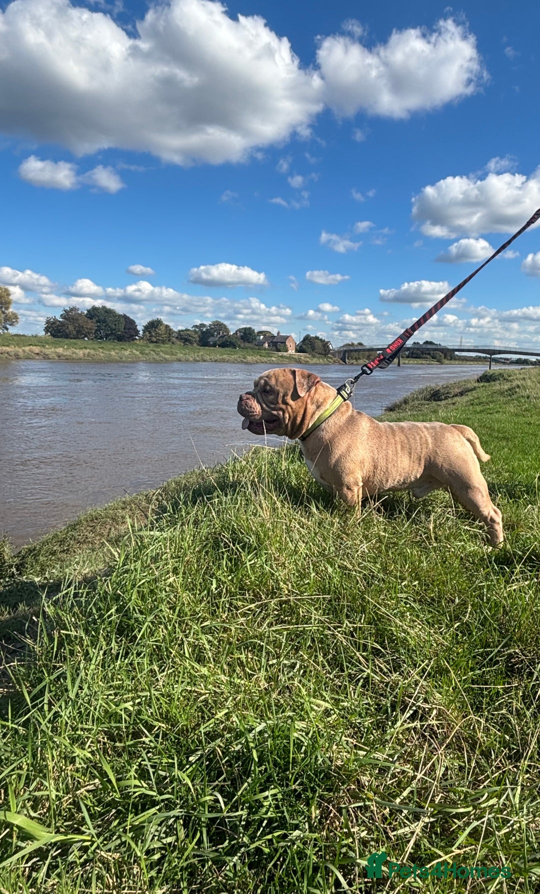American Bully dogs for stud: Muscletone Pocket bully  - Image 4