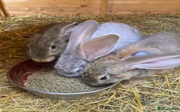 Continental Giant rabbits for sale: Continental Giants - Image 5