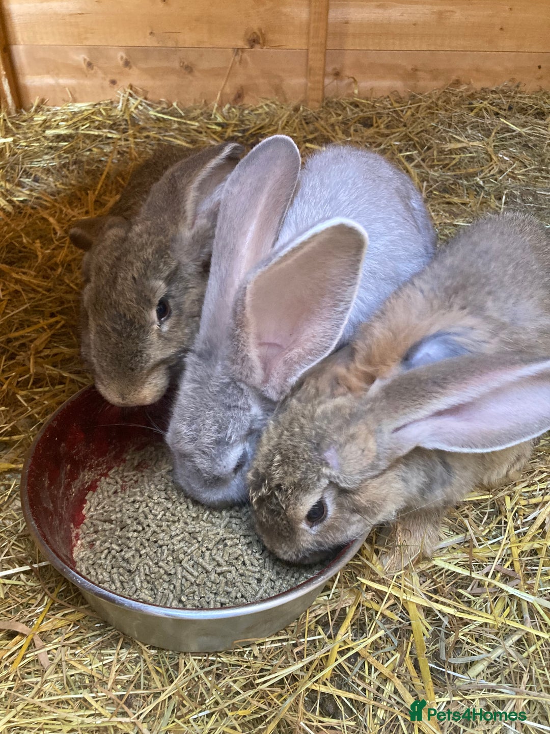 Continental Giant rabbits for sale: Continental Giants - Image 5