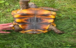 Tortoise reptiles for sale: Leopard, red and yellow foot tortoise  - Image 7