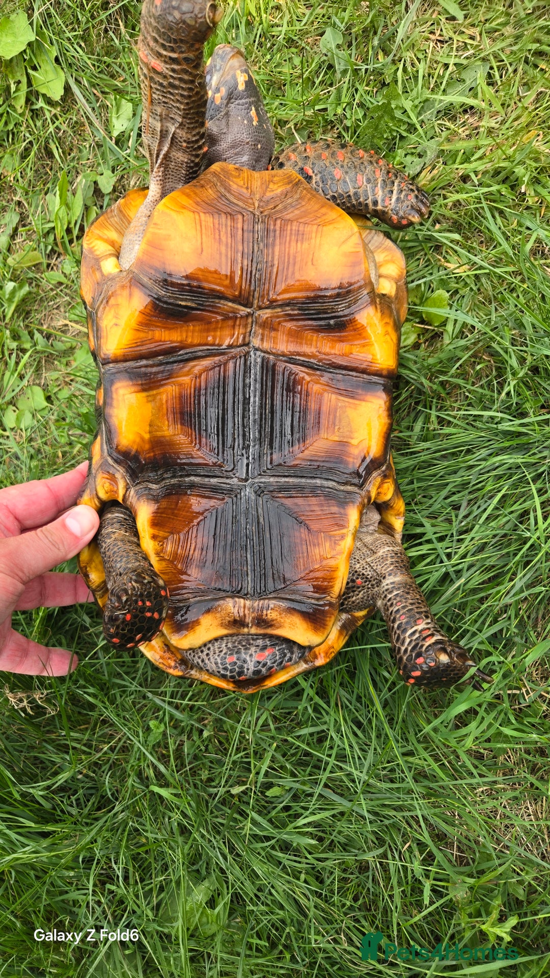 Tortoise reptiles for sale: Leopard, red and yellow foot tortoise  - Image 7
