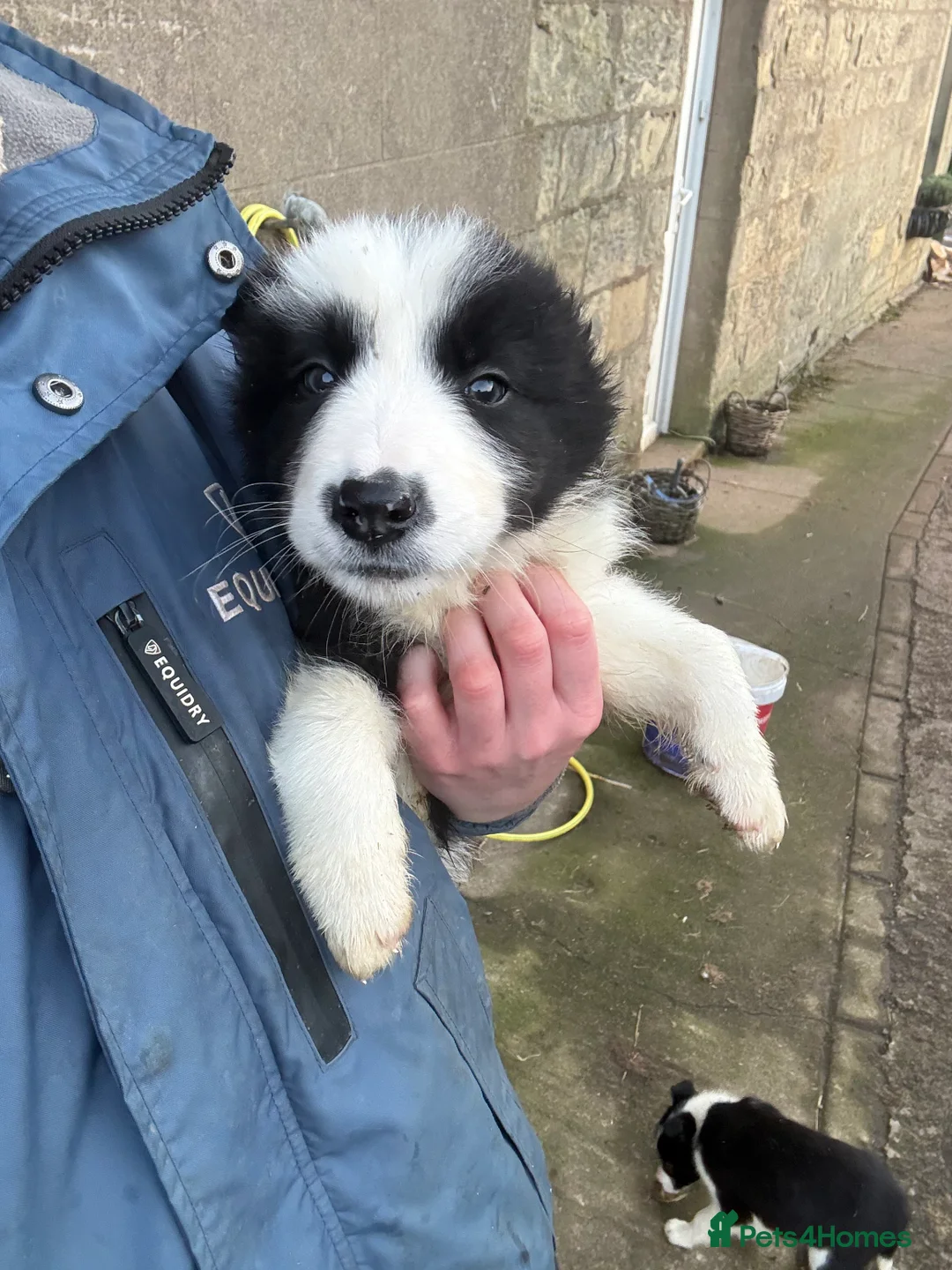 Smooth Collie dogs for sale: Male Collie Puppy - from working parents - Advert 2