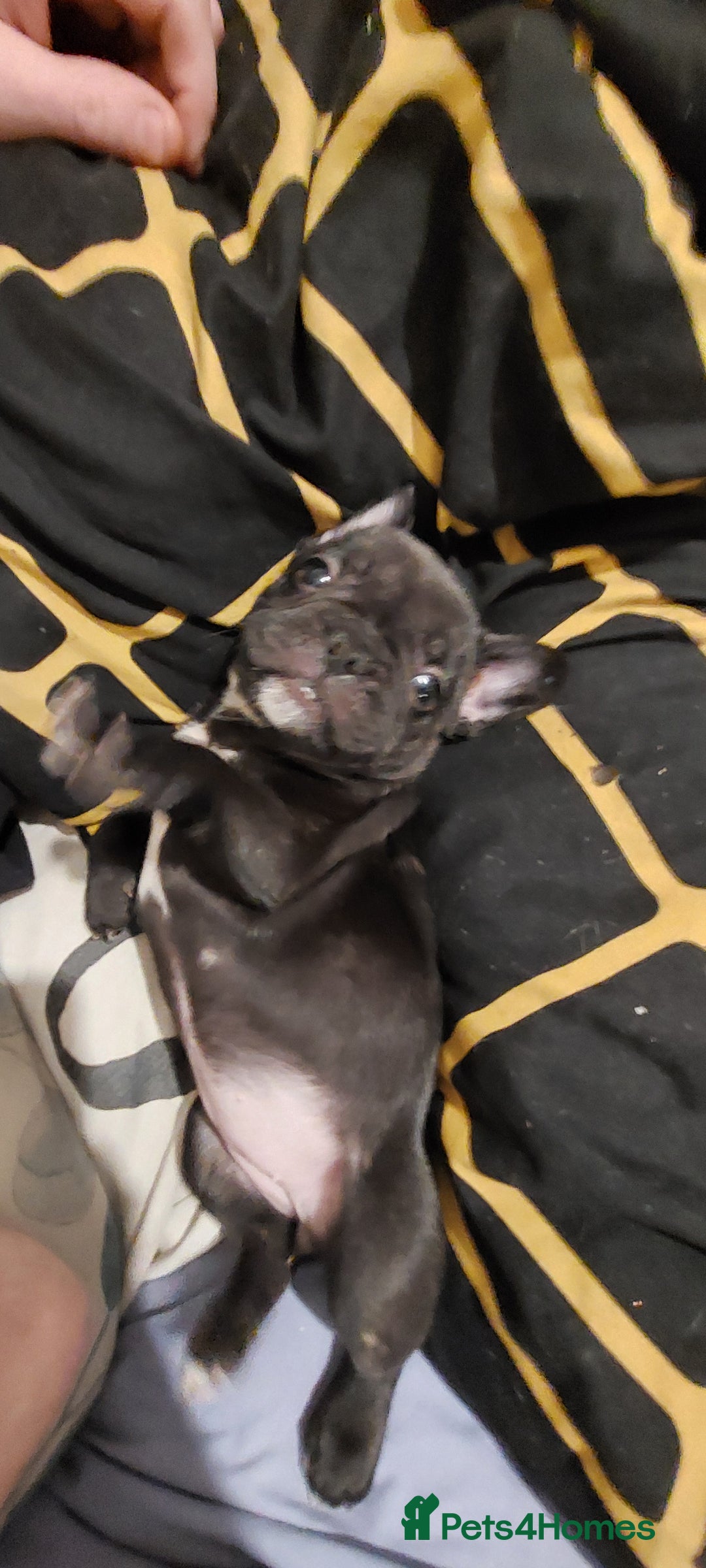 French Bulldog dogs for sale: 2 female french bulldog puppies merle  - Advert 3