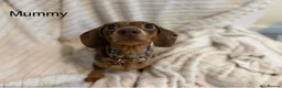 Miniature Dachshund dogs for sale: ONLY 2 LEFT! KC Registered Miniature Dachsunds - Advert 10