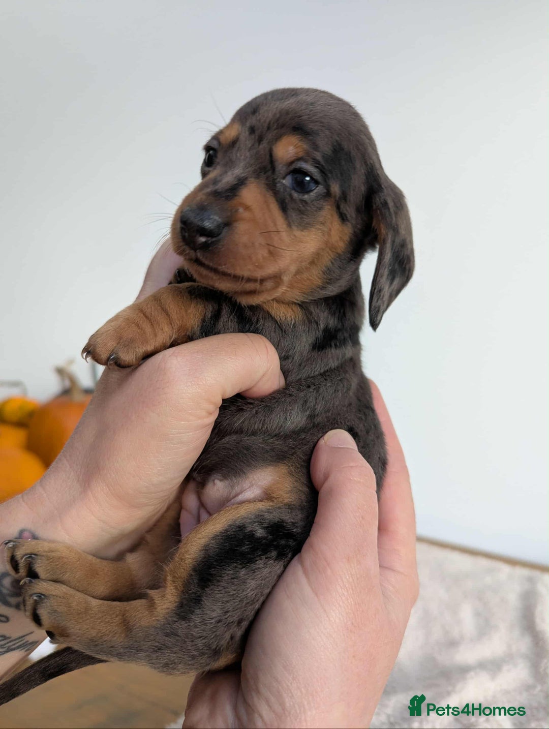 Miniature Dachshund dogs for sale: Miniature dachshund  - Image 3