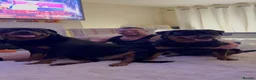 Rottweiler dogs for sale: rottweiler puppys - Advert 8