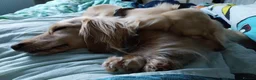 Miniature Dachshund dogs for stud: Stud KC cream long haired miniature dachshund  in Durham - Advert 7