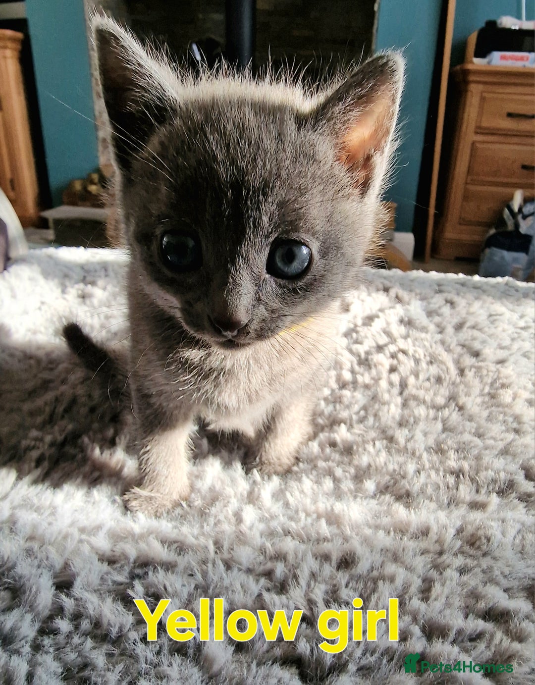 Russian Blue cats for sale: 7 Beautiful Russian Blues kittens 5 Girls 2 Boys. - Advert 9