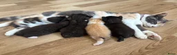 Mixed Breed cats for sale: 3 Beautiful females with unique markings  - Advert 9