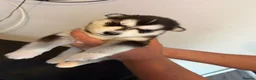 Siberian Husky dogs for sale: Siberian Husky  - Advert 22