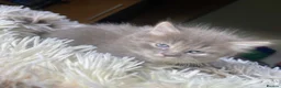 Mixed Breed cats for sale: Half Ragdoll kittens in Telford - Advert 6