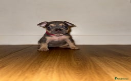 French Bulldog dogs for sale: BLUE & CREAM/TAN Isabella/pink carrying. - Image 18