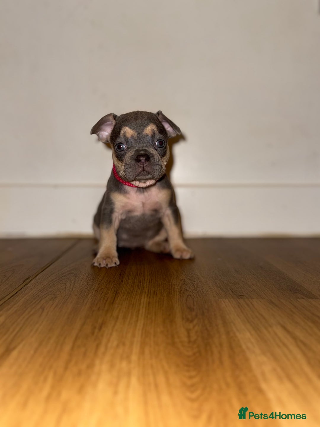 French Bulldog dogs for sale: BLUE & CREAM/TAN Isabella/pink carrying. - Image 18