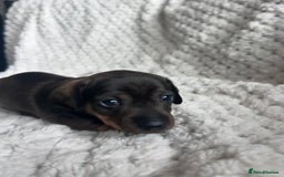 Miniature Dachshund dogs for sale: 3 gorgeous miniature dachshund girls  - Advert 5