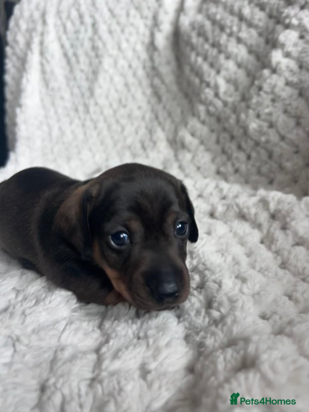 Miniature Dachshund dogs for sale: 3 gorgeous miniature dachshund girls  - Advert 5