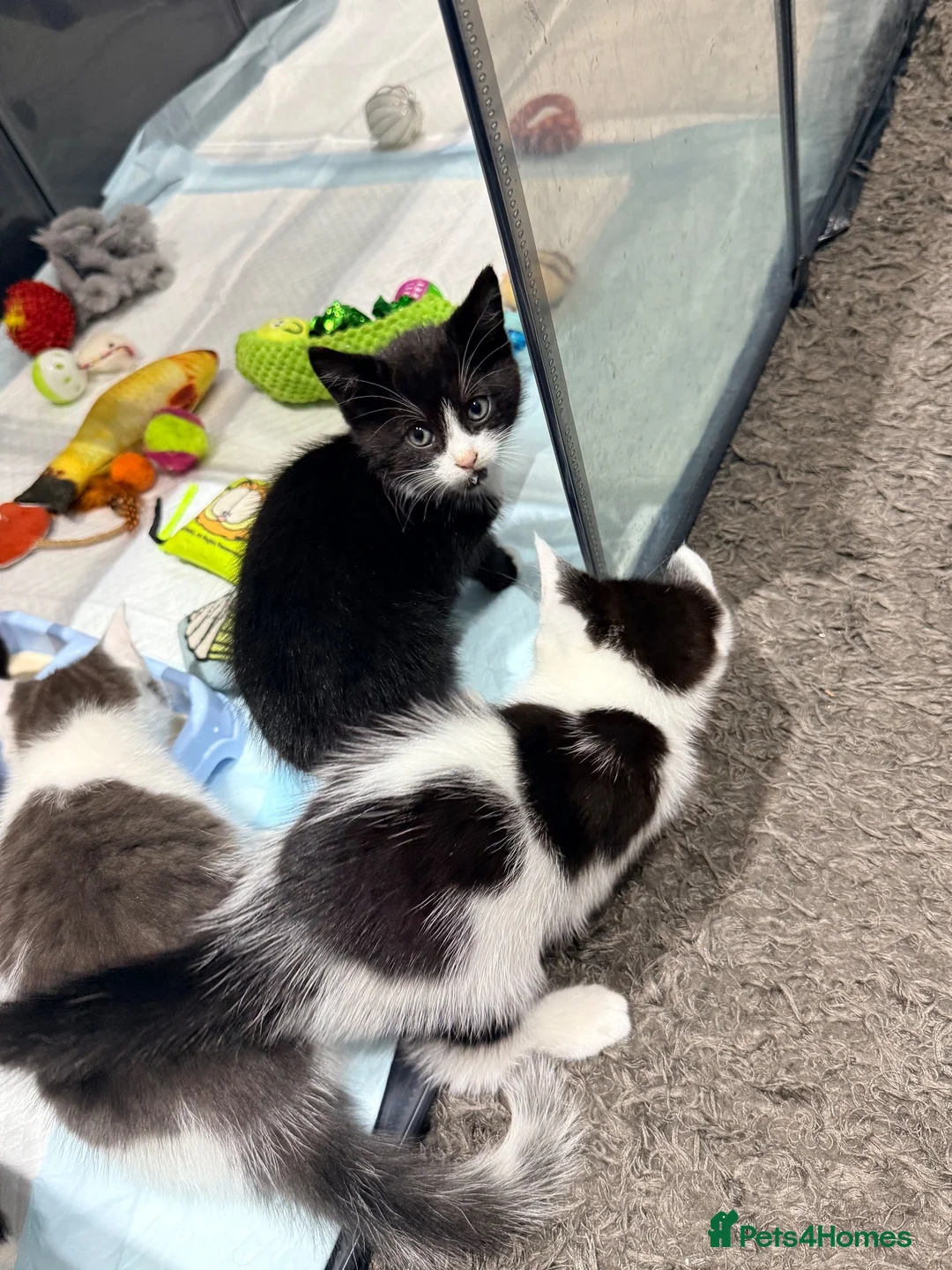 Mixed Breed cats for sale: Playful Litter of 4 *READY TO LEAVE NEXT WEEK* - Advert 2