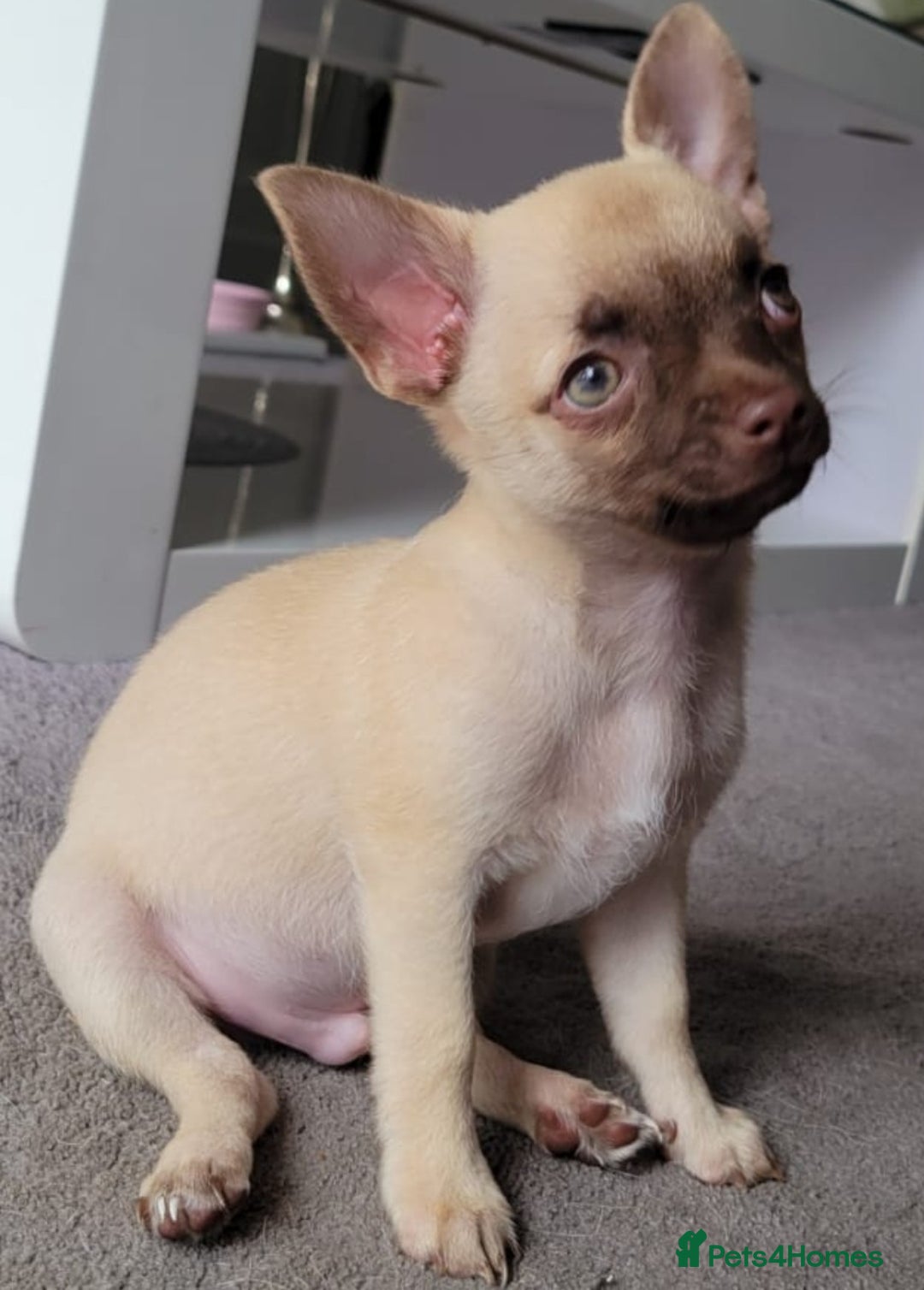 Chihuahua dogs for sale: Boy & girl chihuahua puppies  - Image 13