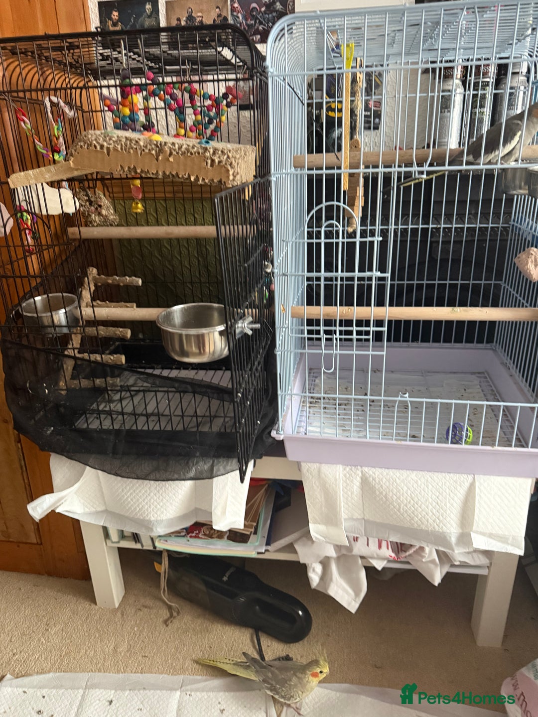 Cockatiels birds for sale: 2 female cockatiels 1 tame, 1 semitame - Image 4