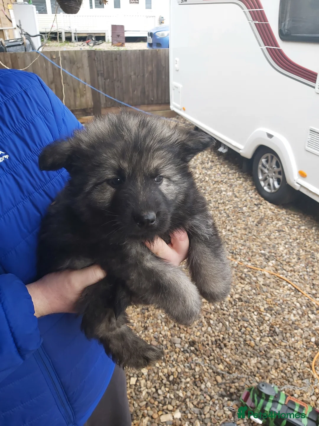 German Shepherd dogs for sale: 6 German shepherd pups - Advert 11
