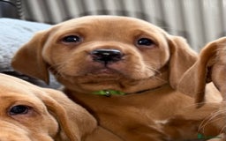 Labrador Retriever dogs for sale: Kc fox red Labrador puppies ready this weekend - Image 16