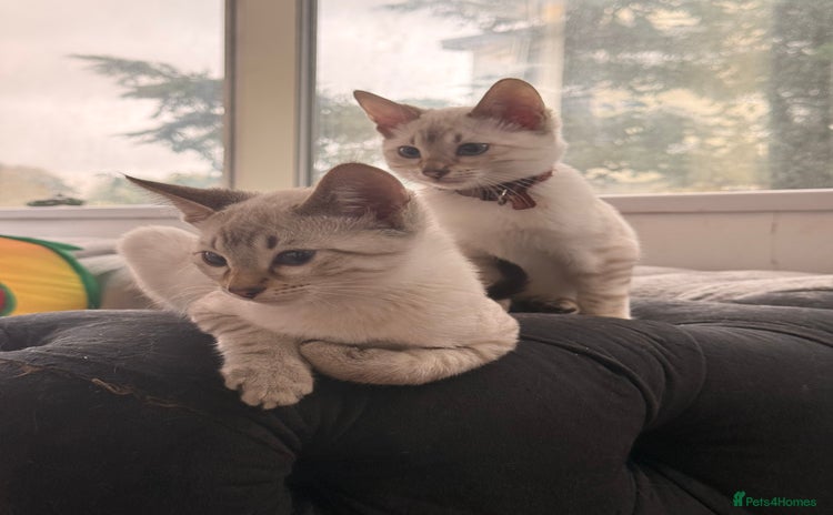 Bengal cats - Advert 13