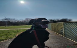 Dobermann dogs for sale: 4 year old Male Doberman looking for forever home - Image 27