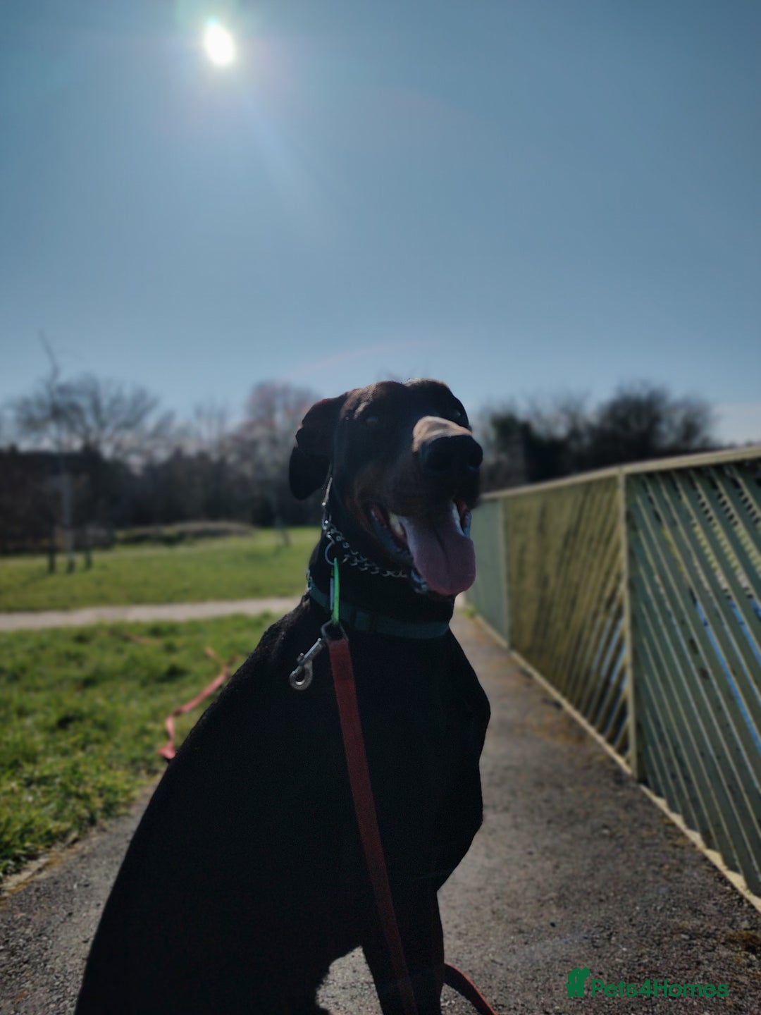 Dobermann dogs for sale: 4 year old Male Doberman looking for forever home - Image 27