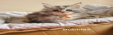 Maine Coon Kitten 4