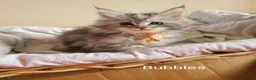 Maine Coon cats for sale: 7 adorable pedigree maine coon kittens - Advert 16