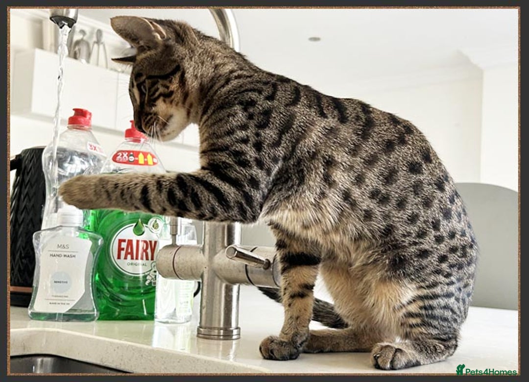 Savannah cats for sale: Super affectionate F6 SBT Savannah boy - Advert 5