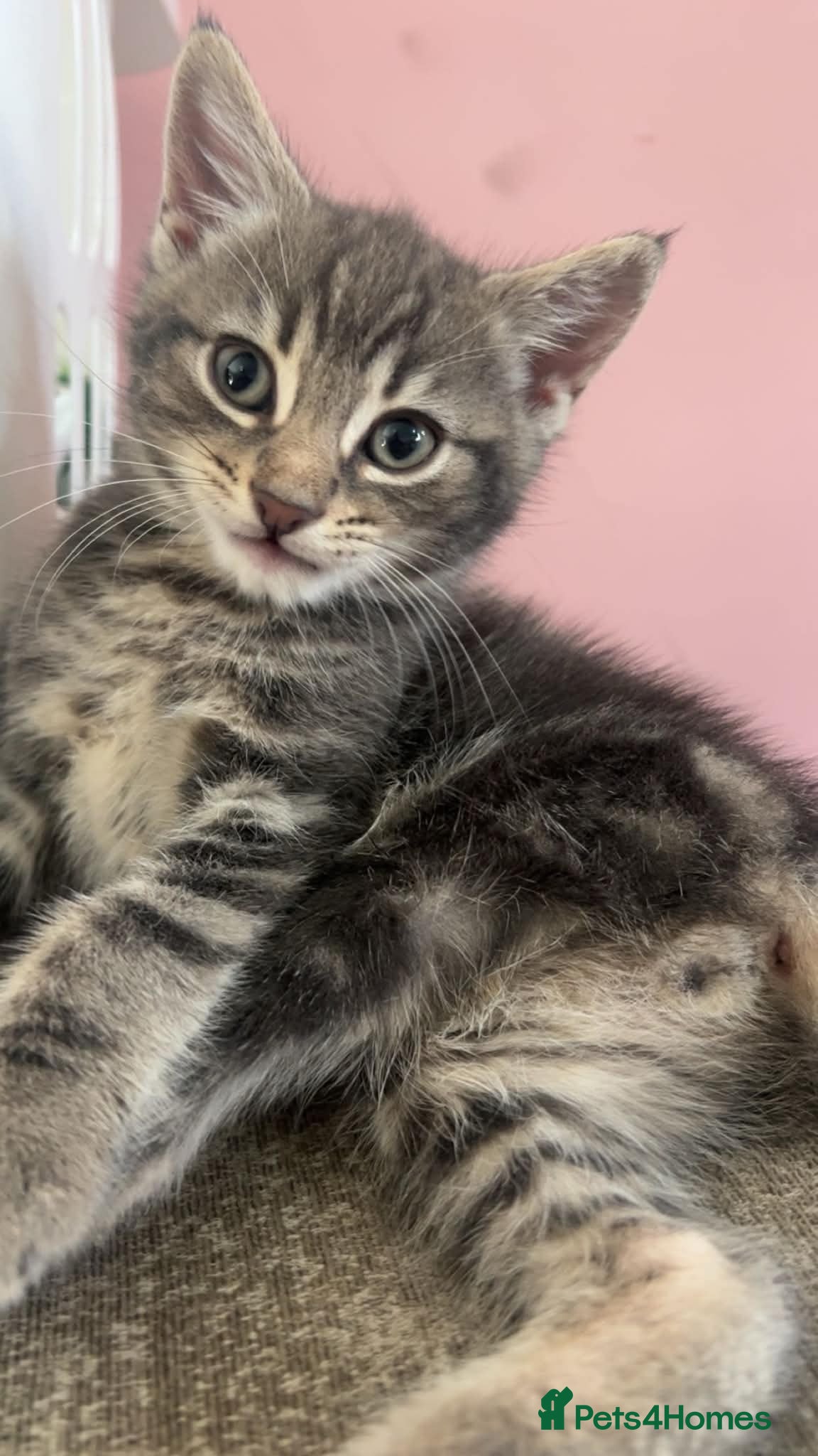 Mixed Breed cats Beautiful kittens  - Advert 1