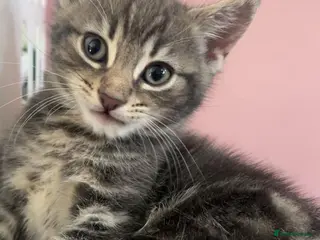 Mixed Breed cats Beautiful kittens - Advert 1