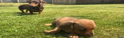 Miniature Dachshund dogs for sale: KC REG Miniature dachshunds. Council licensed in Airdrie - Advert 8