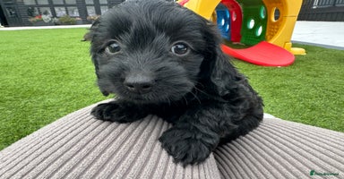 Mixed Breed dogs - Advert 7